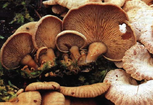    Panellus strypticus